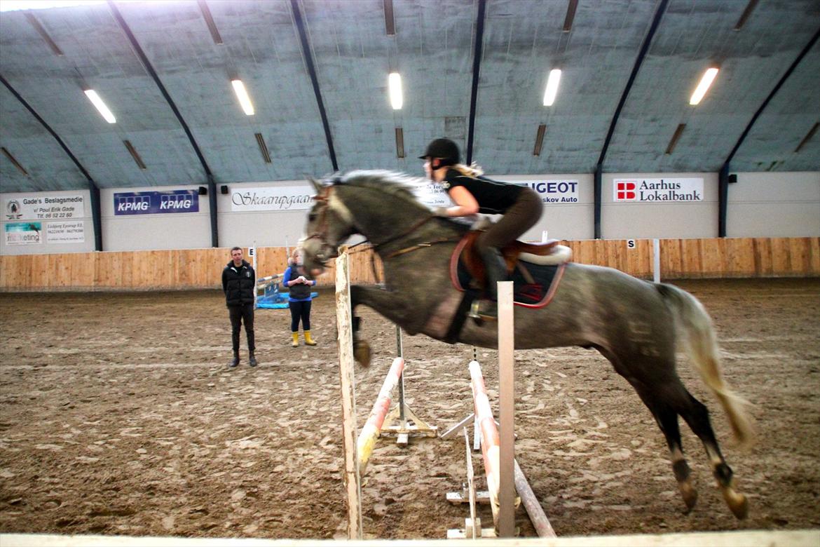 Dansk Varmblod Mr. T billede 5