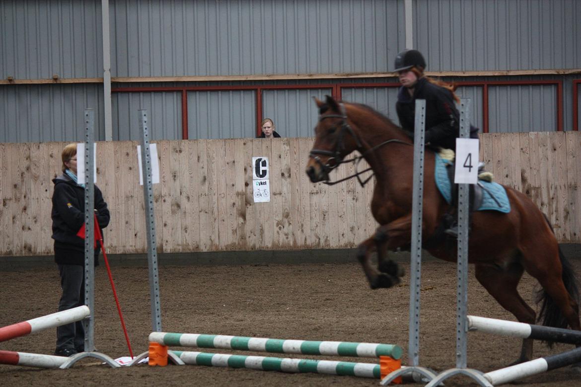 DSP Hovgaarden's Zeba billede 4