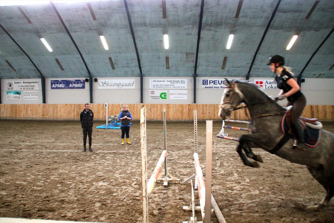 Dansk Varmblod Mr. T billede 6