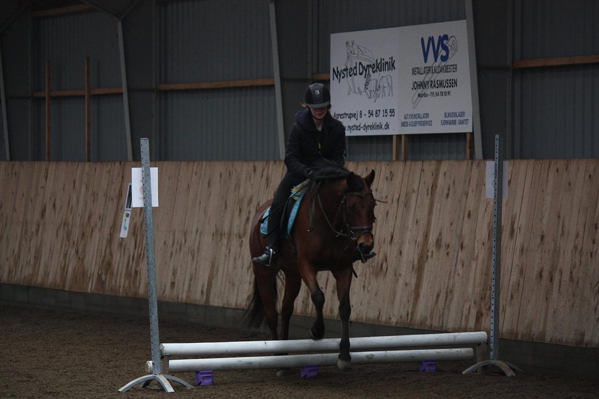 DSP Hovgaarden's Zeba billede 5