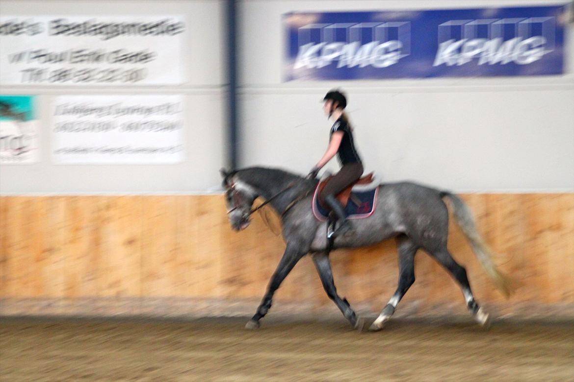 Dansk Varmblod Mr. T billede 7