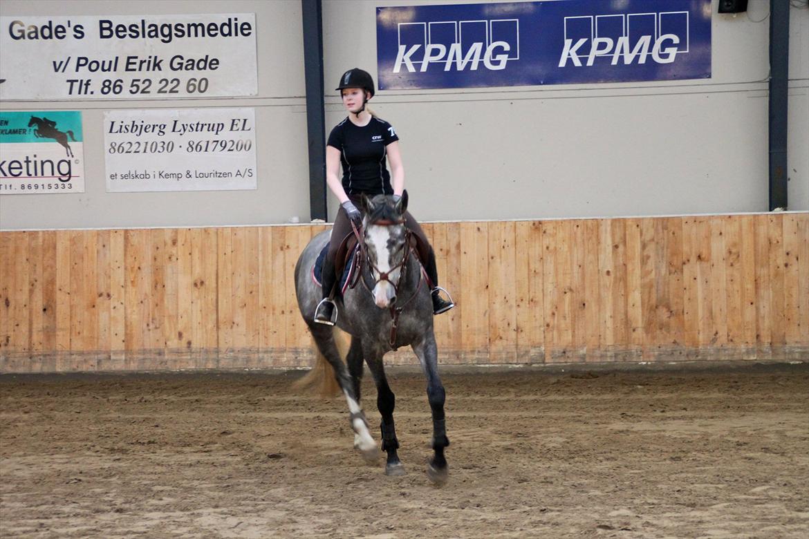 Dansk Varmblod Mr. T billede 8