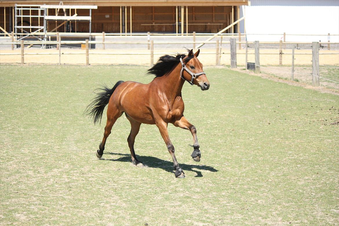 DSP Hovgaarden's Zeba billede 6