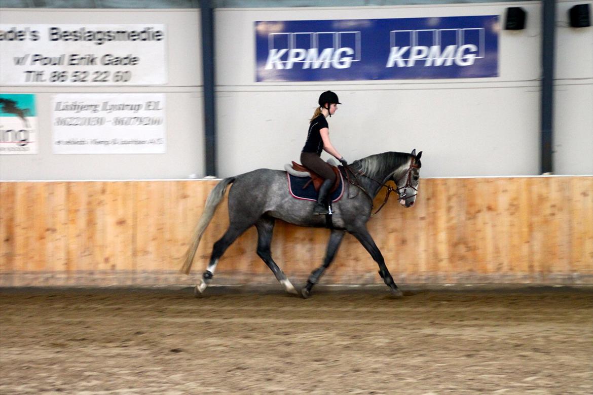 Dansk Varmblod Mr. T billede 9