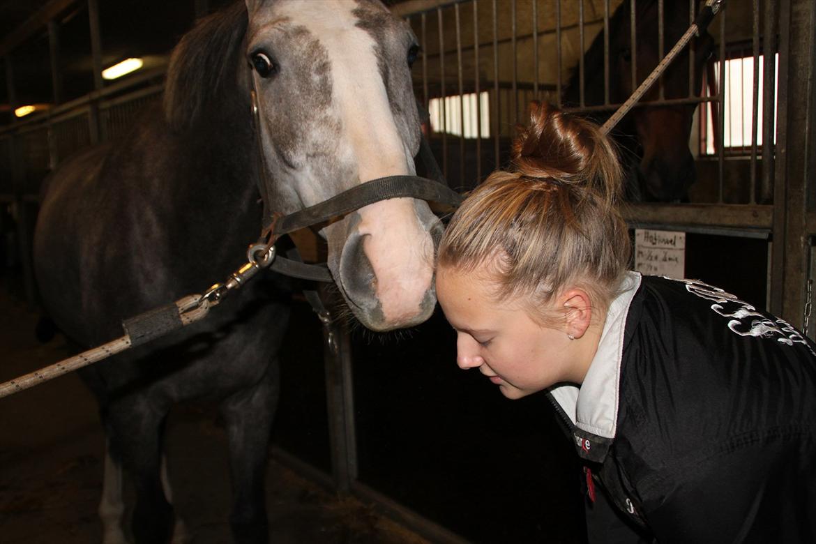 Dansk Varmblod Mr. T billede 10