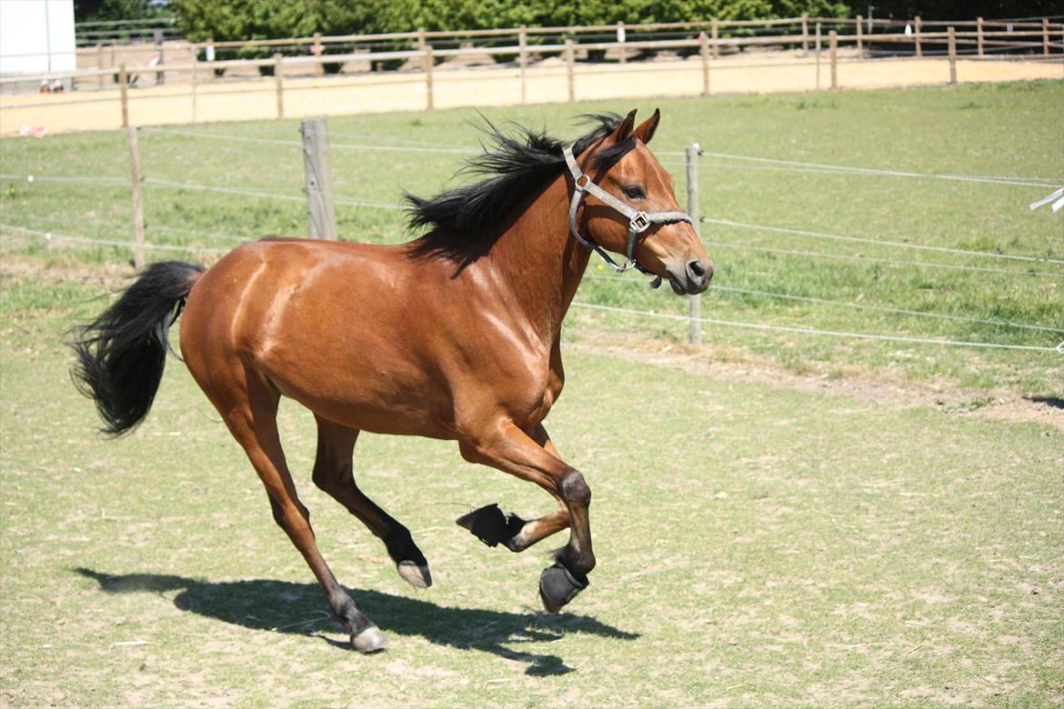 DSP Hovgaarden's Zeba billede 7