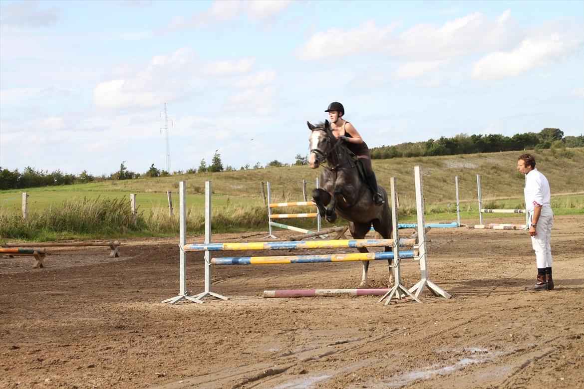 Dansk Varmblod Mr. T billede 11