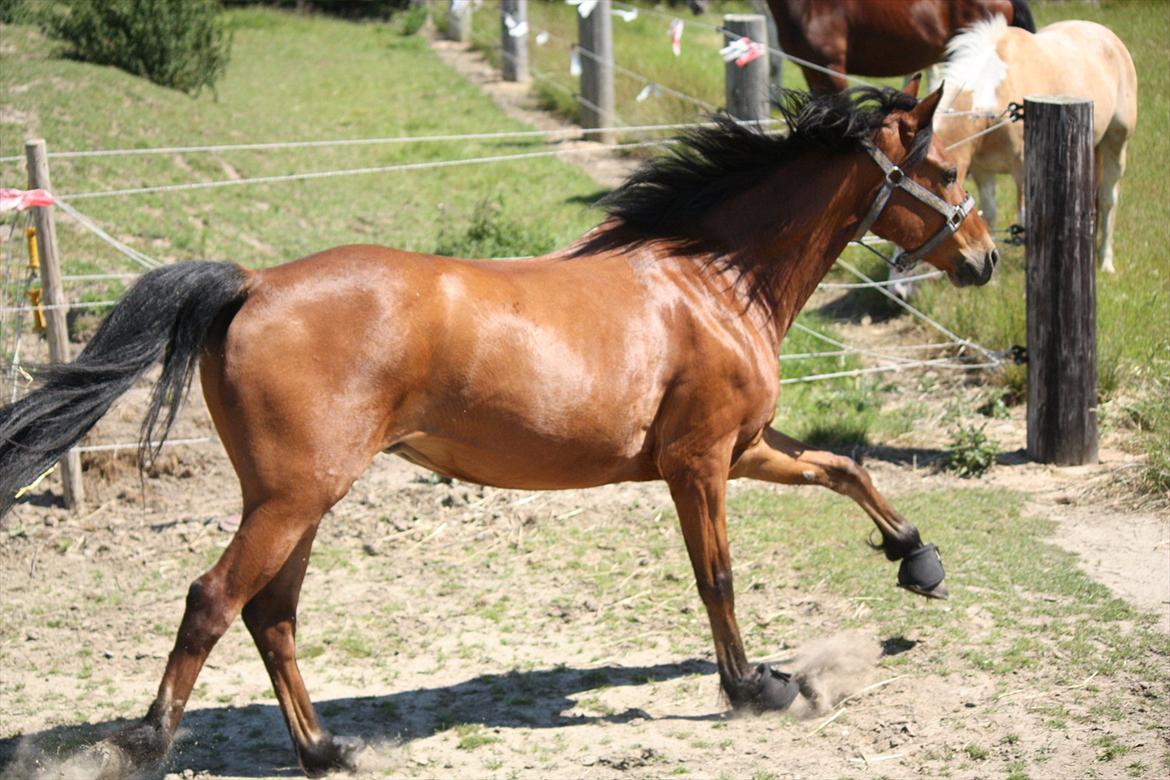 DSP Hovgaarden's Zeba billede 8