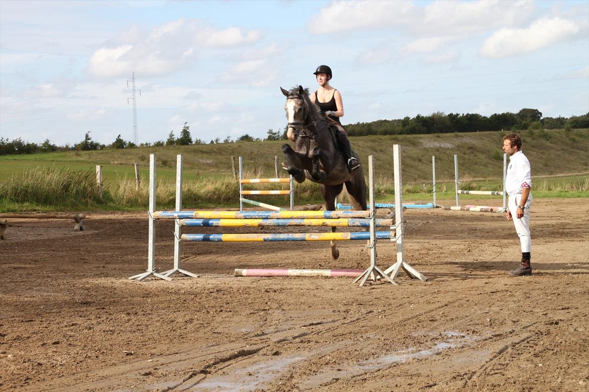 Dansk Varmblod Mr. T billede 12