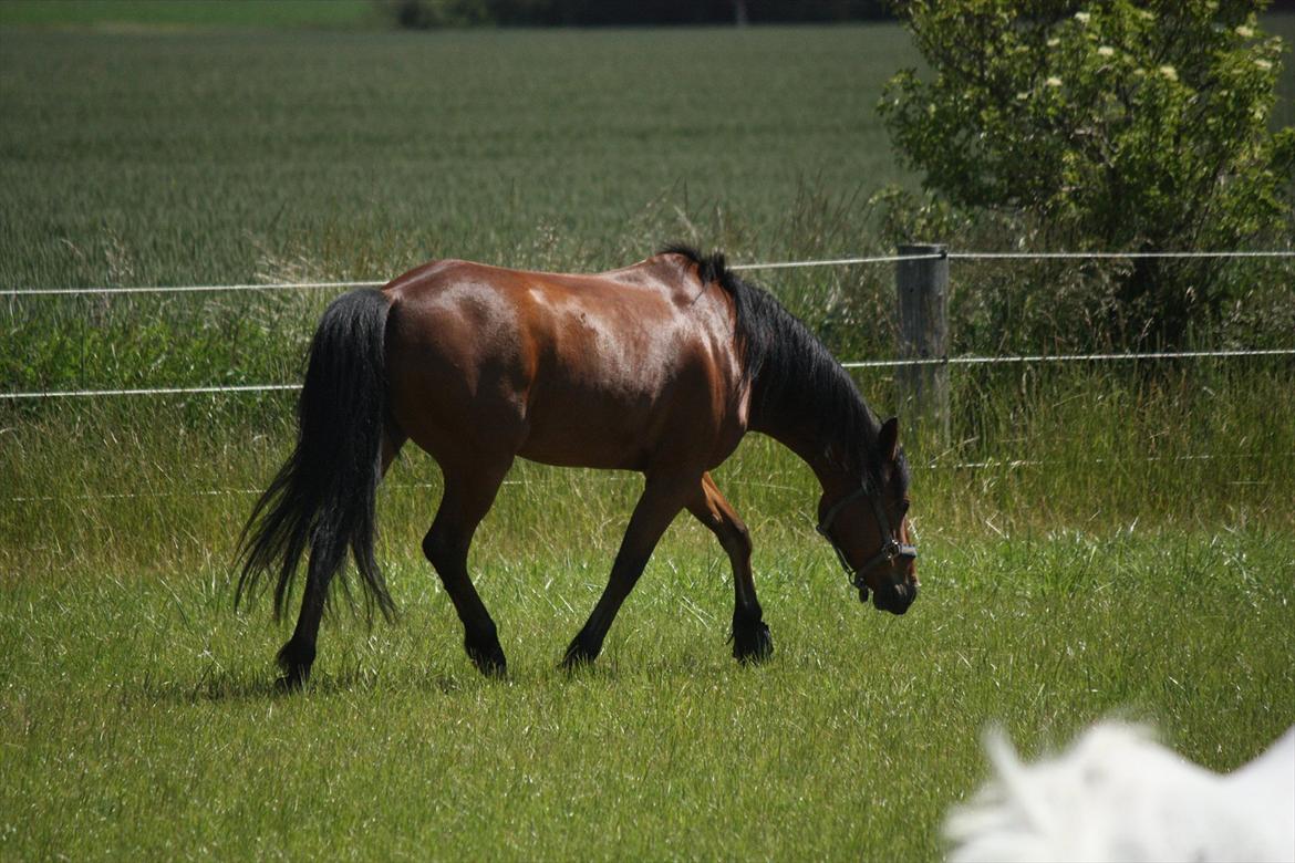 DSP Hovgaarden's Zeba billede 9