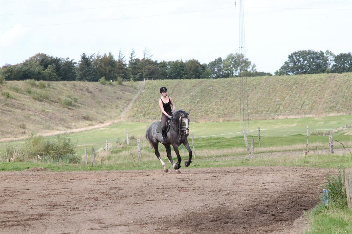 Dansk Varmblod Mr. T billede 13