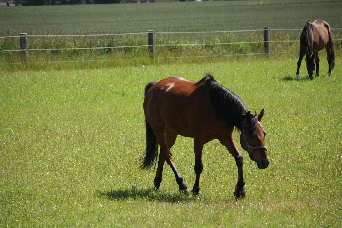 DSP Hovgaarden's Zeba billede 10