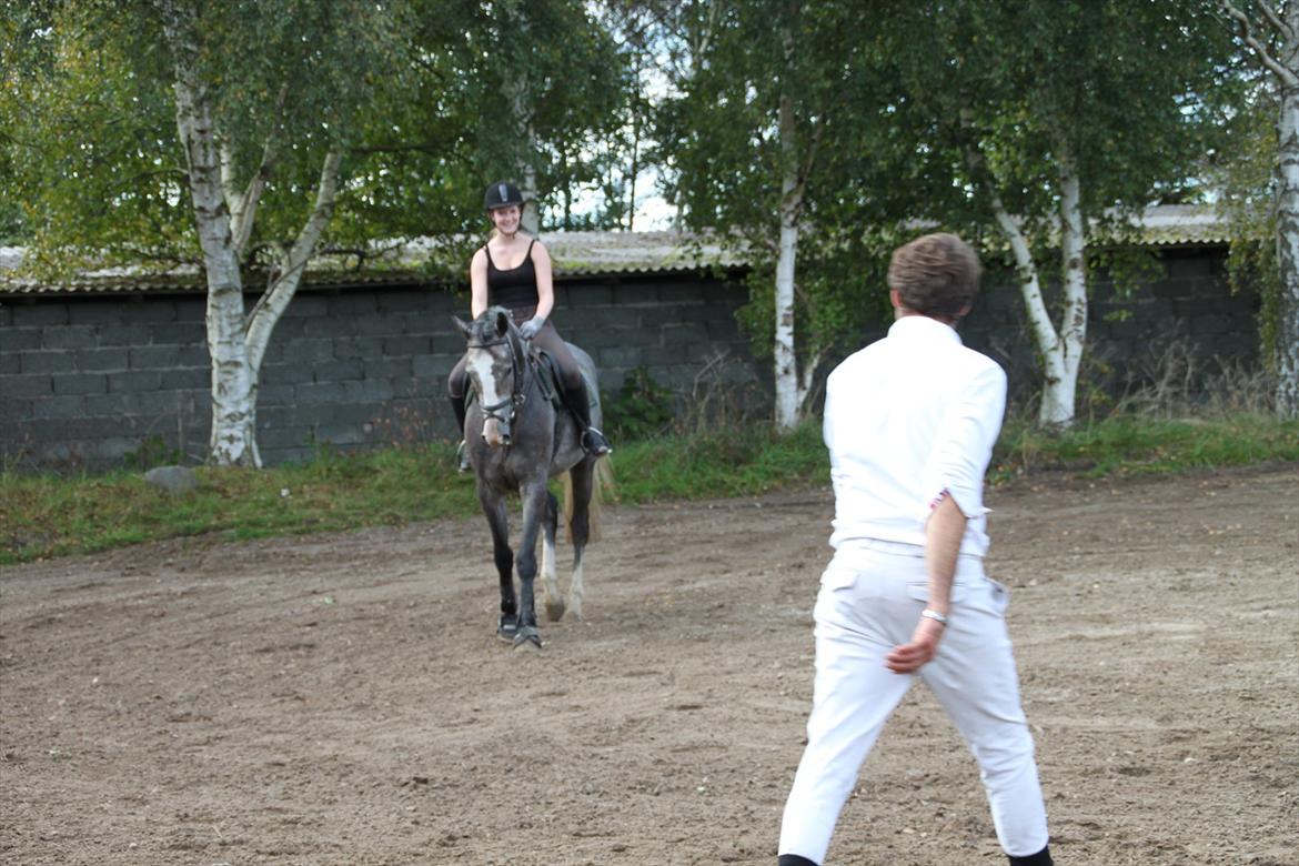 Dansk Varmblod Mr. T billede 14