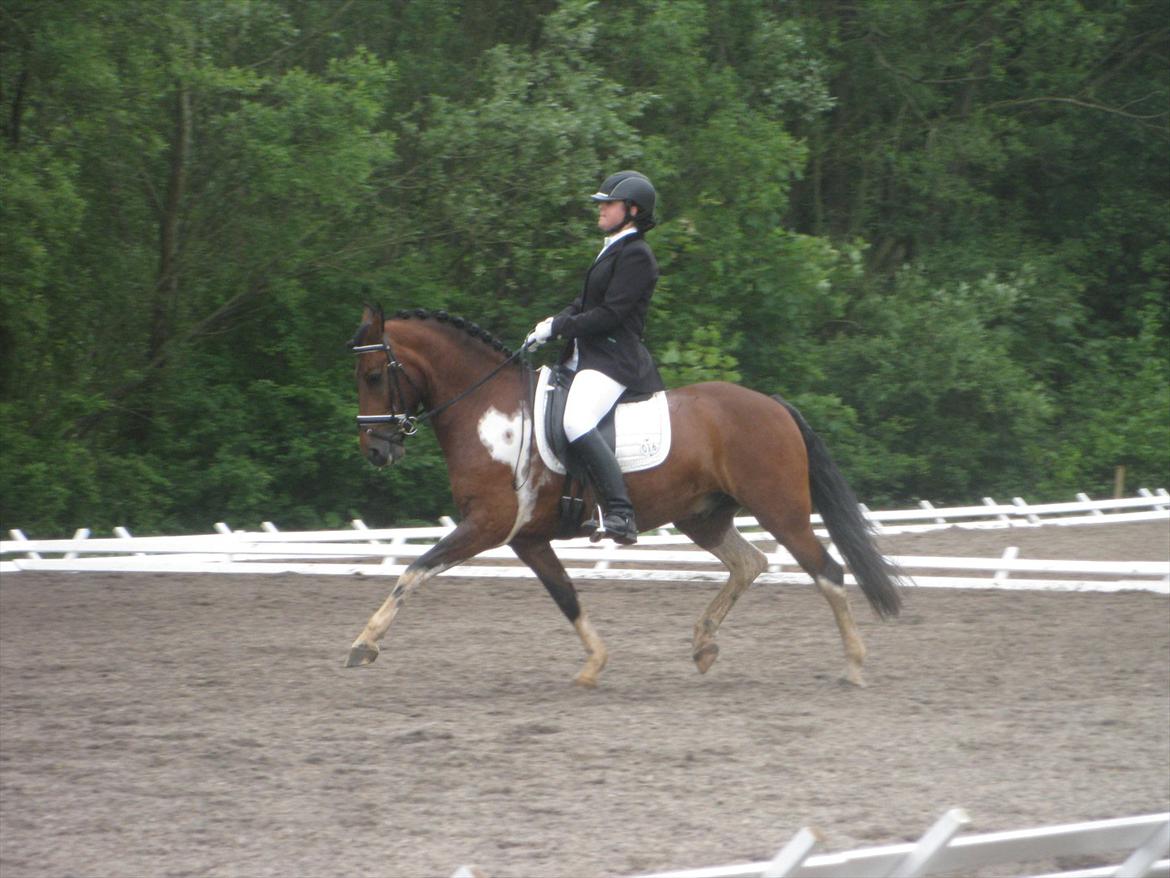 Anden særlig race Pedro- A-pony - SJM 2012, meget stolt over min basse! vi blev 12 ud 41.  billede 1