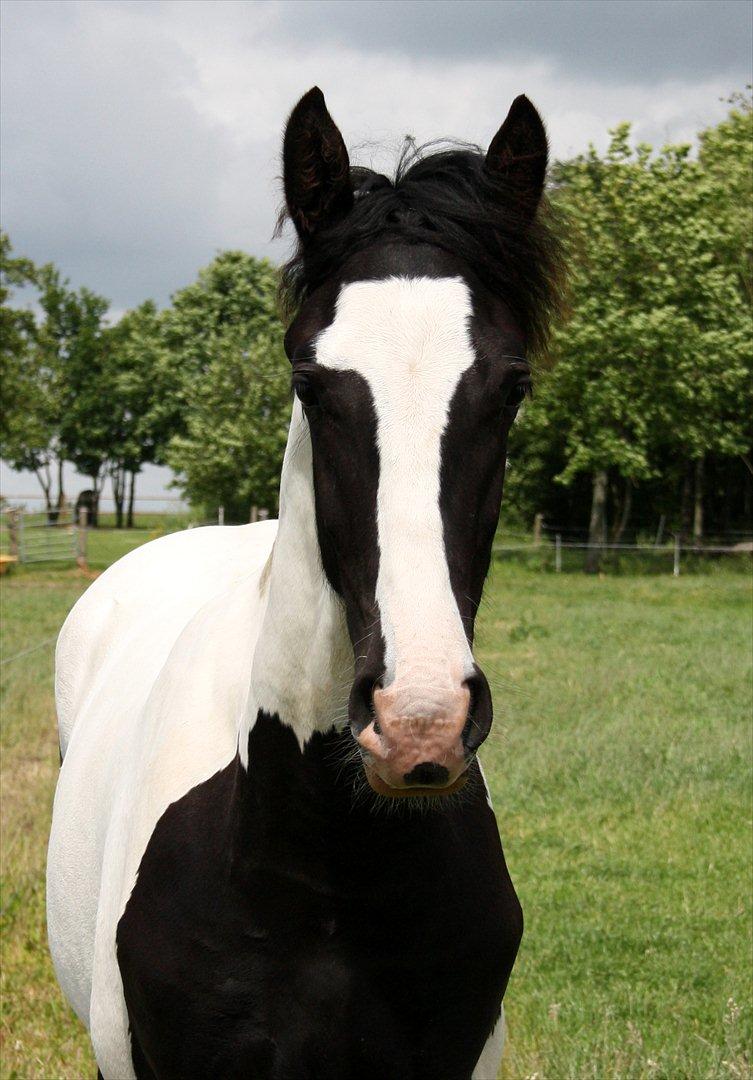 Tobiano Friesian - Amigo | Skovbjerggårds Frieser | - Velkommen til Amigos profil! Smid gerne en bedømmelse og en kommentar inden I smutter :-) (2012) billede 1
