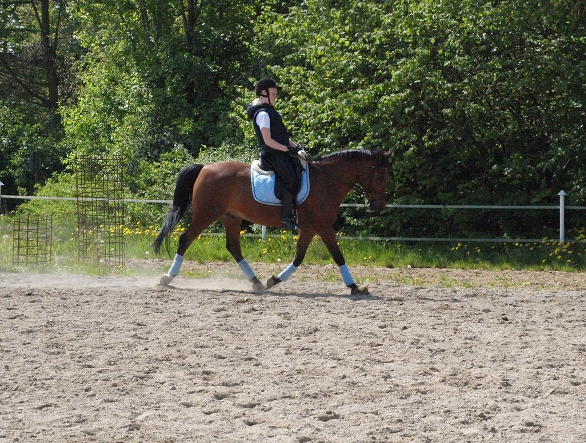 Welsh Cob (sec D) Altenahr Hovgård - Maj 2012 - Træning på Alte :-)♥ billede 8