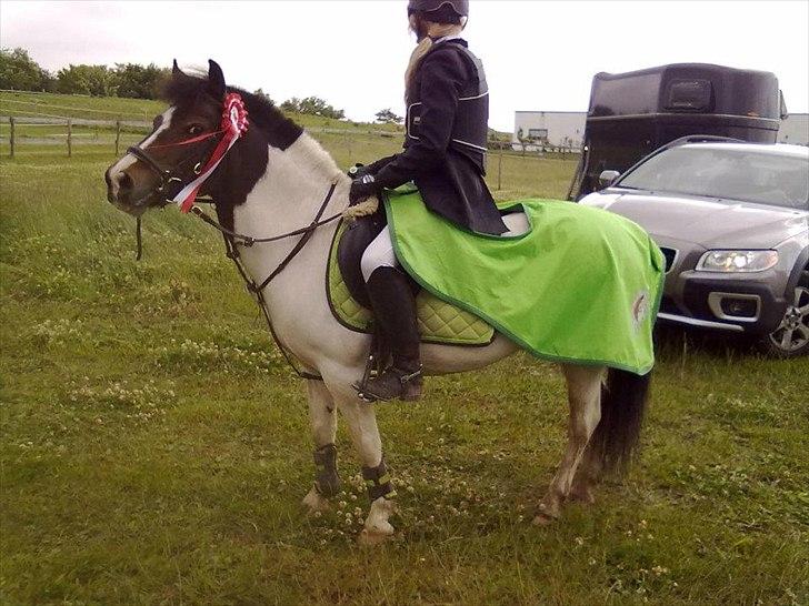 Anden særlig race Magnum<3 - andet C-stævne :)  
 billede 1