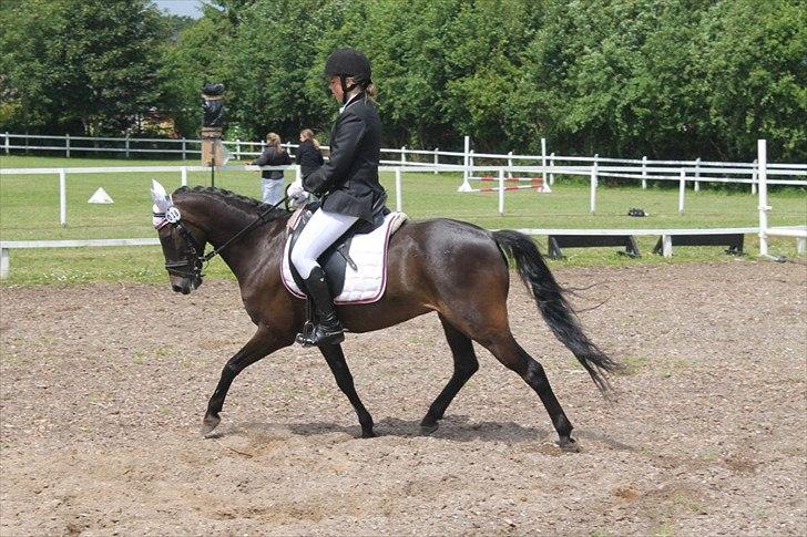 Hollandsk Sportspony Egano. - Stævne i sevel <3 billede 16