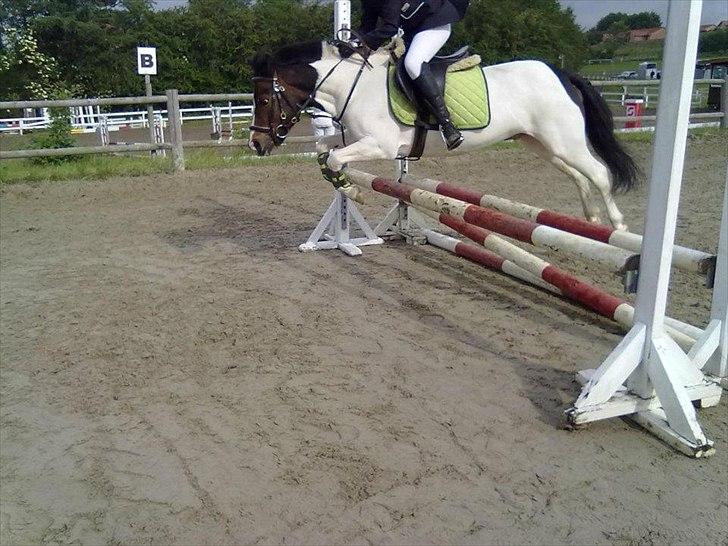 Anden særlig race Magnum<3 billede 2