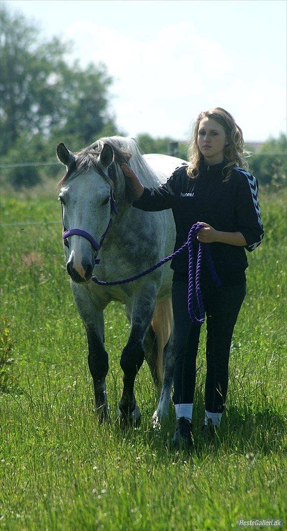 Anglo Araber (AA) Rodeo - Jeg ser lidt klam ud, men Rodeo er som altid lækker<3.  billede 7