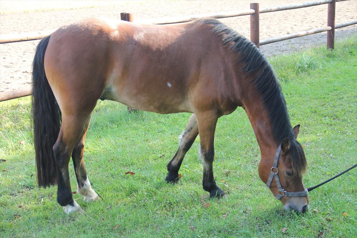 Welsh Cob (sec D) Rughavens Chivas billede 5