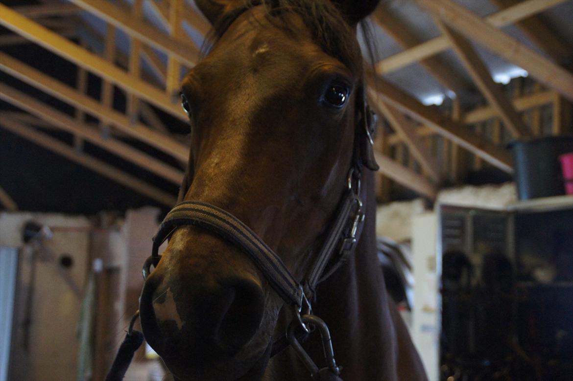 Dansk Varmblod CARAMIAS CARAT *pensioneret* billede 11