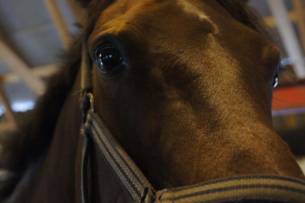 Dansk Varmblod CARAMIAS CARAT *pensioneret* billede 12