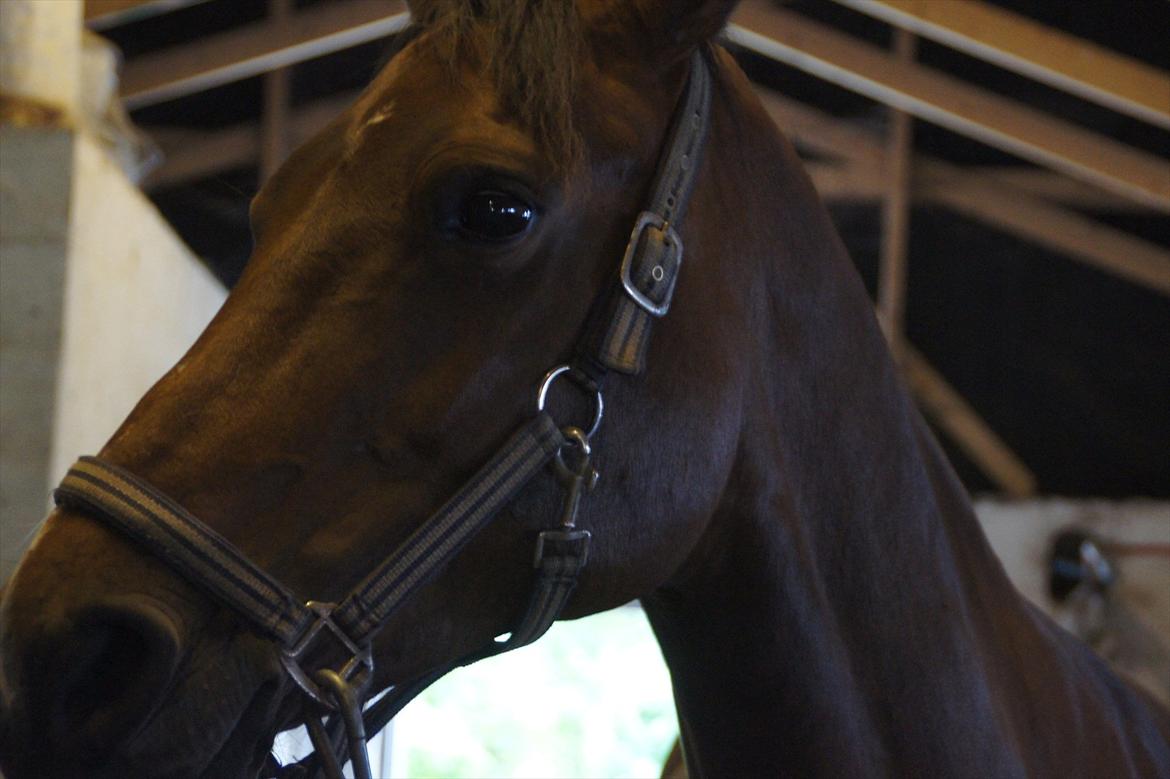 Dansk Varmblod CARAMIAS CARAT *pensioneret* billede 13