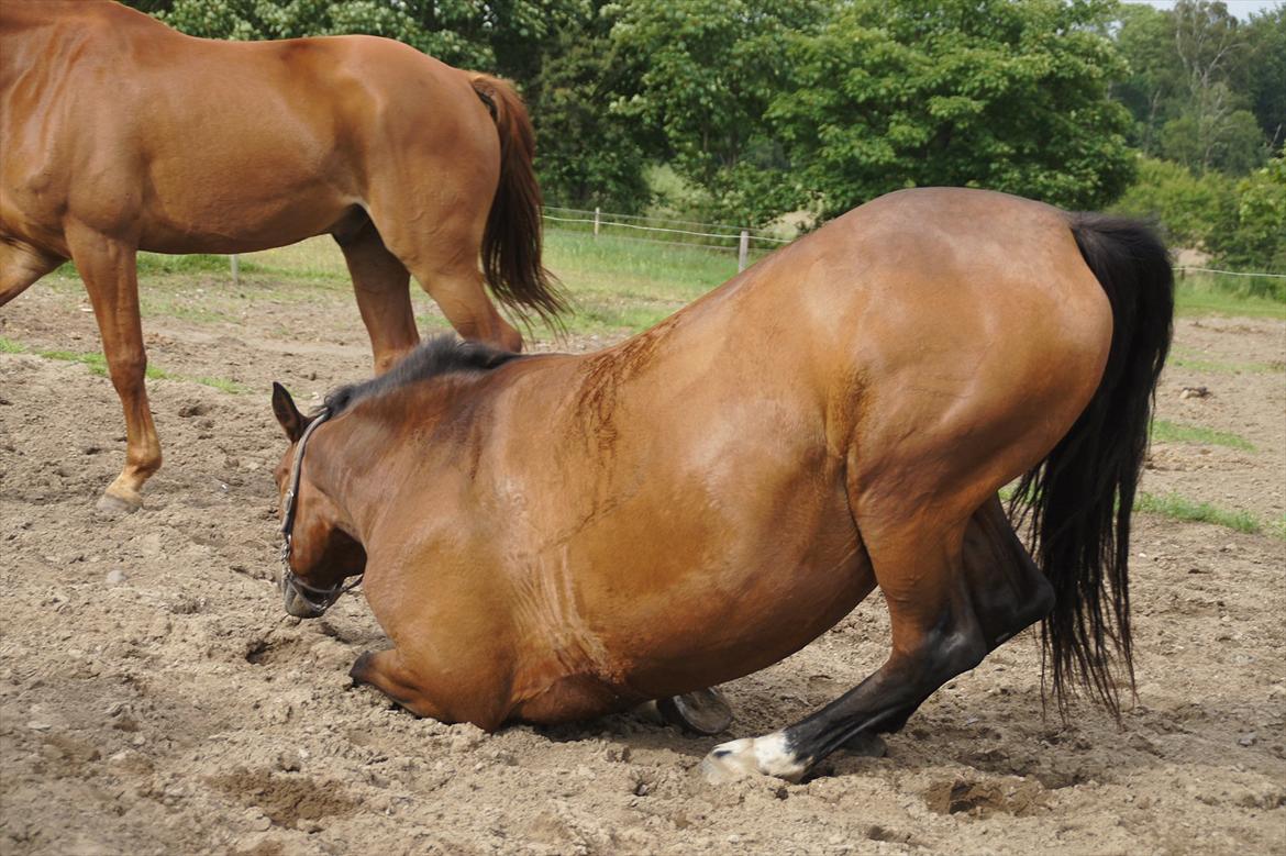 Dansk Varmblod CARAMIAS CARAT *pensioneret* - yndigt. :) billede 14