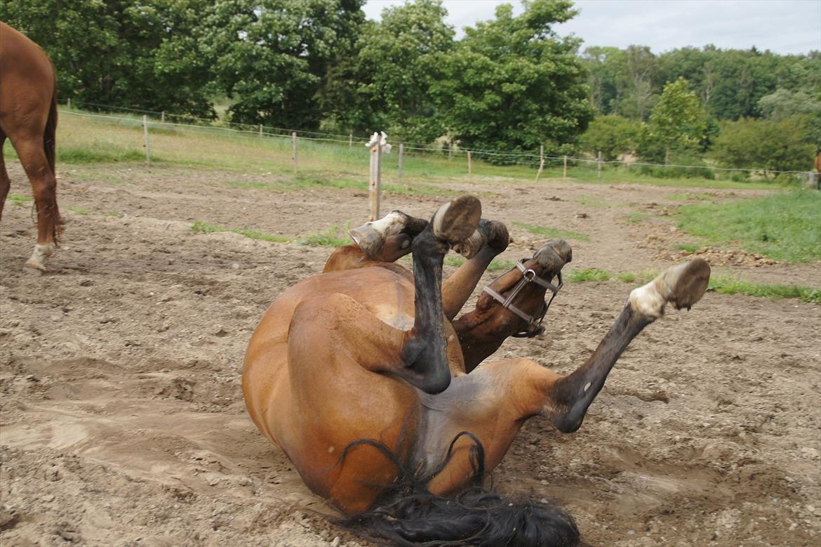 Dansk Varmblod CARAMIAS CARAT *pensioneret* billede 15