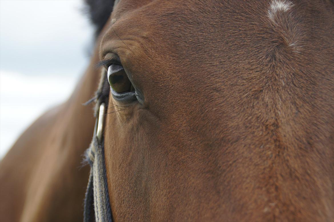 Dansk Varmblod CARAMIAS CARAT *pensioneret* - gode og rolige øjne. :) billede 16