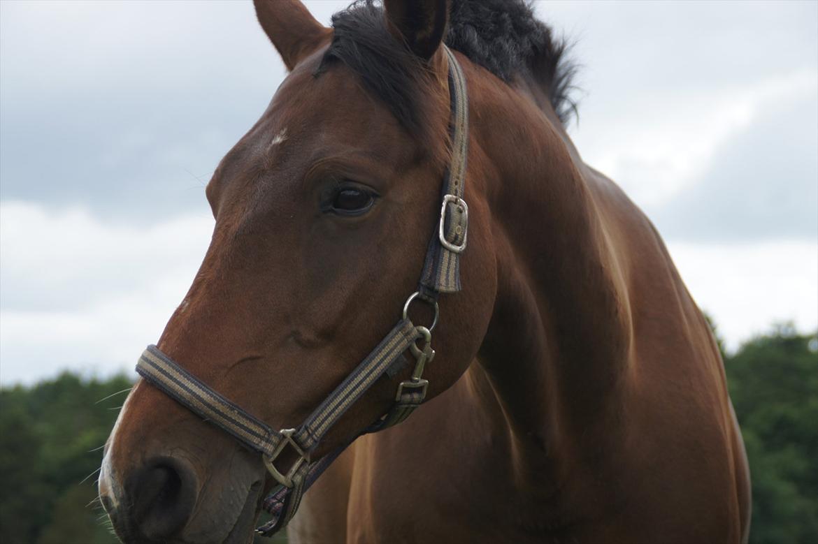 Dansk Varmblod CARAMIAS CARAT *pensioneret* billede 17