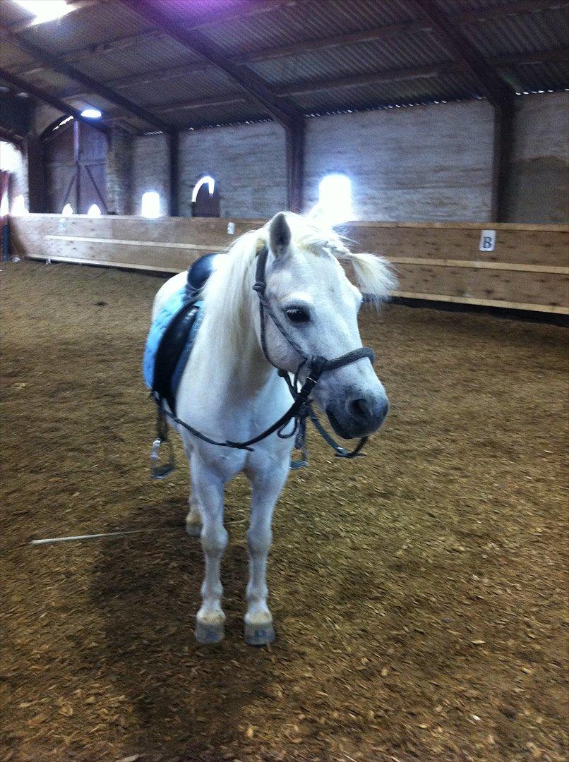 Anden særlig race Prins :* - Nu bidløst!! Sprang og galopperede sådan her! :'-D<3 billede 2