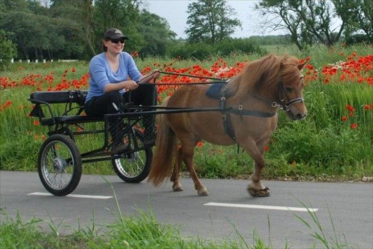 Shetlænder *Stjernens Alicia* - Kørsel billede 2