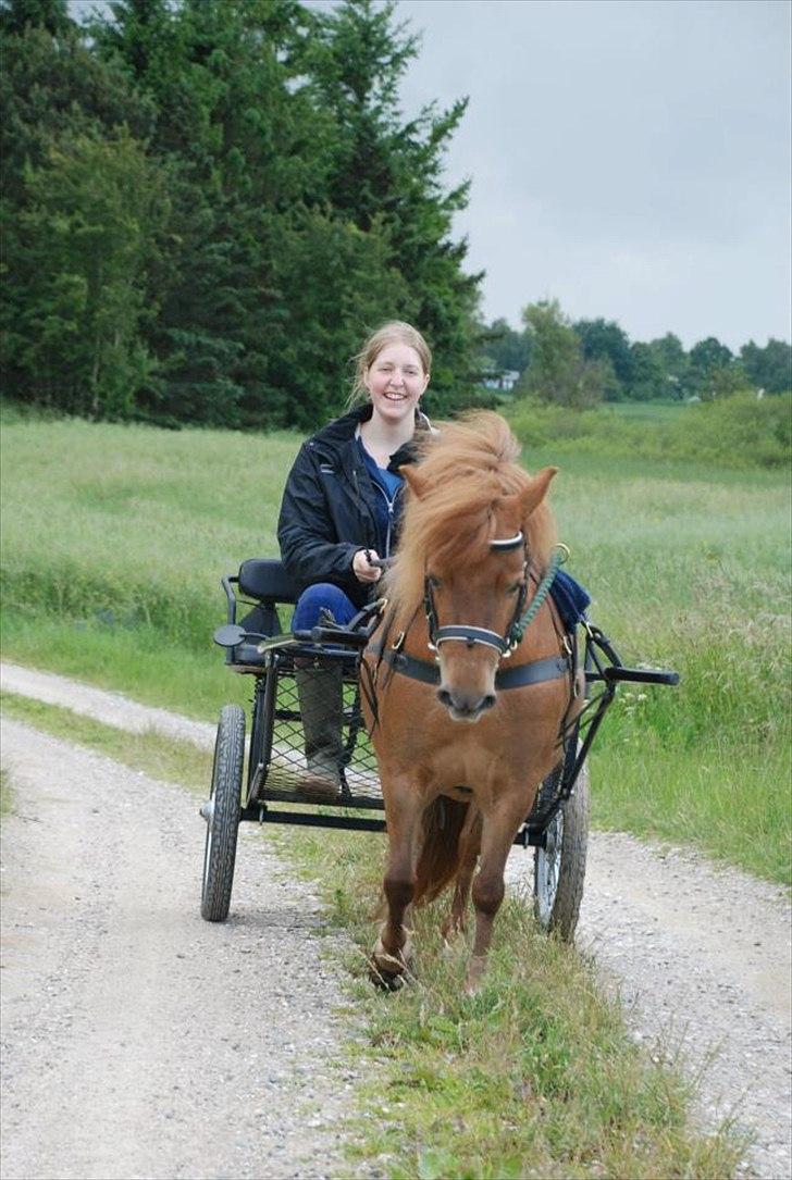 Shetlænder *Stjernens Alicia* - Kørsel billede 3