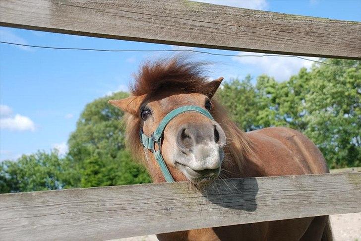 Shetlænder *Stjernens Alicia* - MAD ? billede 4