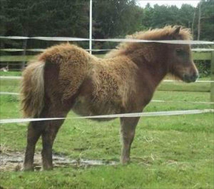 Shetlænder *Stjernens Alicia* - Lizzie som føllebølle billede 5