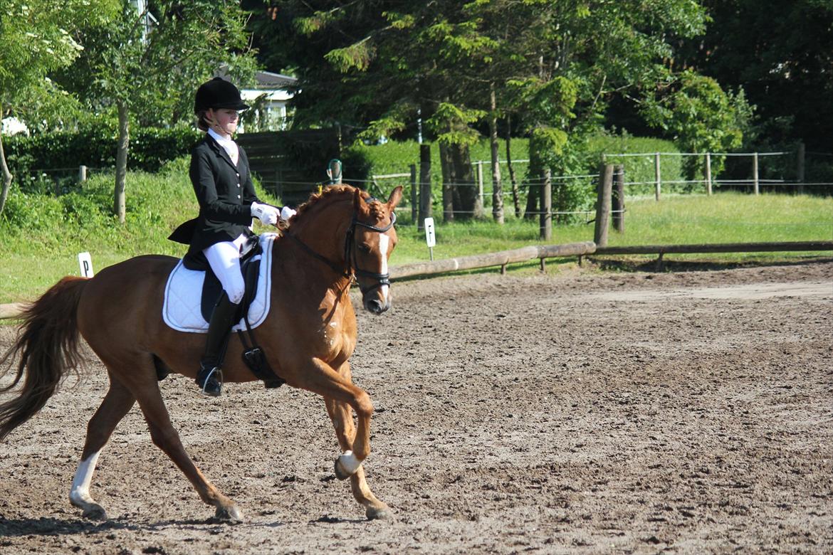 Welsh Partbred (Sec F) Bjerregårds Sheik - i himlen<3 billede 9