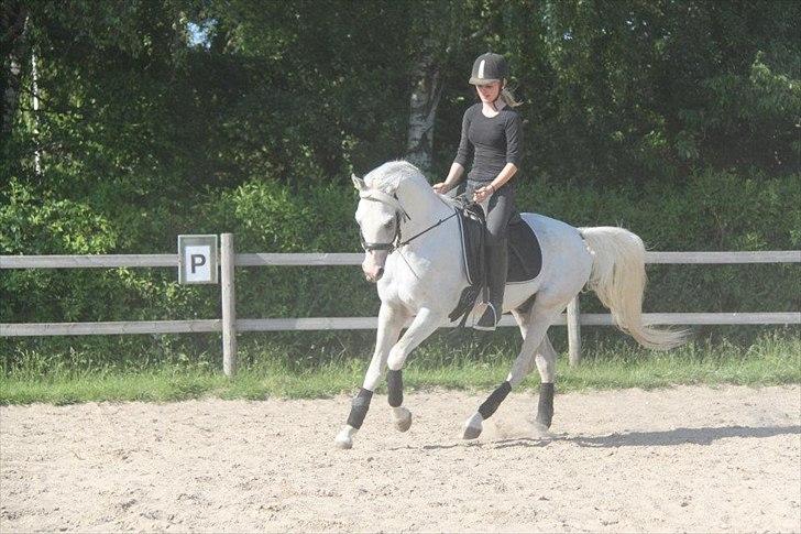 Arabisk fuldblod (OX) Fa Kenzo billede 2