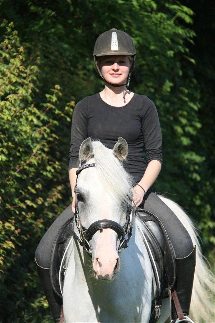 Arabisk fuldblod (OX) Fa Kenzo billede 4