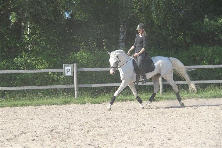 Arabisk fuldblod (OX) Fa Kenzo billede 5