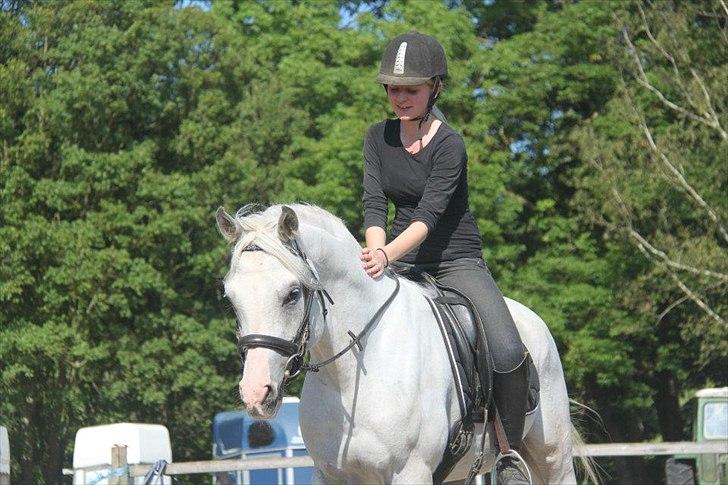 Arabisk fuldblod (OX) Fa Kenzo billede 7