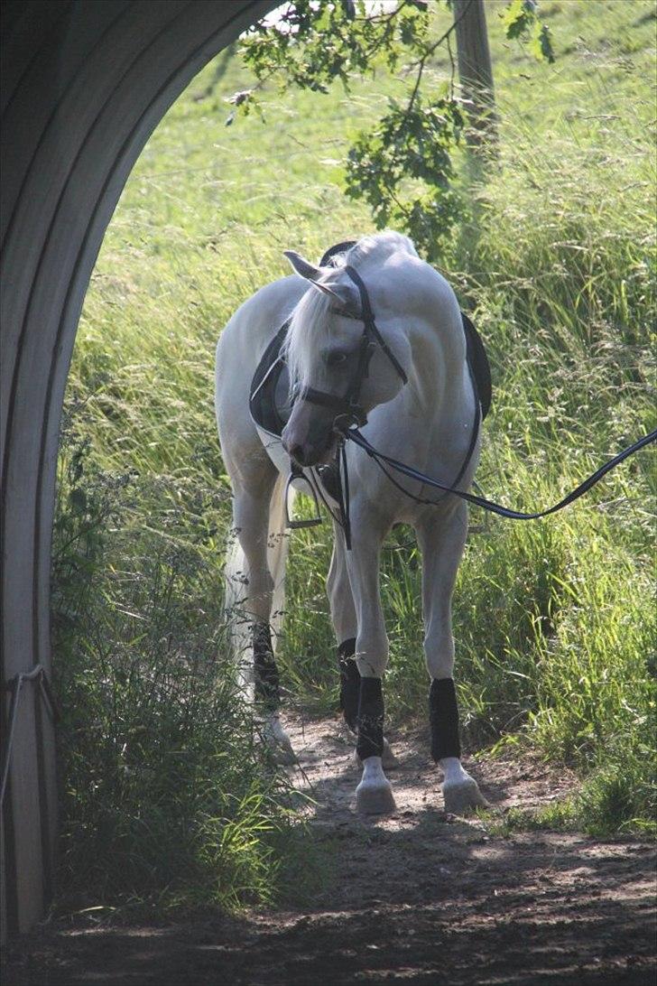 Arabisk fuldblod (OX) Fa Kenzo billede 12