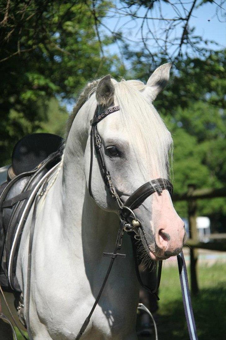 Arabisk fuldblod (OX) Fa Kenzo billede 8