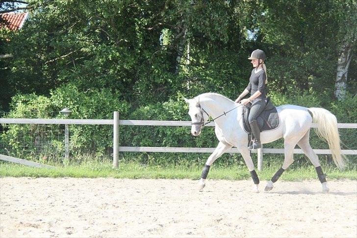 Arabisk fuldblod (OX) Fa Kenzo billede 10