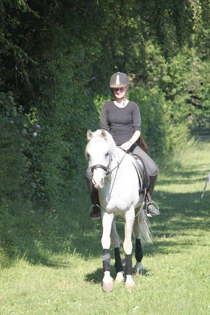 Arabisk fuldblod (OX) Fa Kenzo billede 11