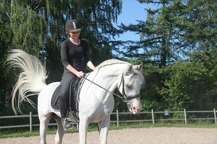 Arabisk fuldblod (OX) Fa Kenzo billede 13