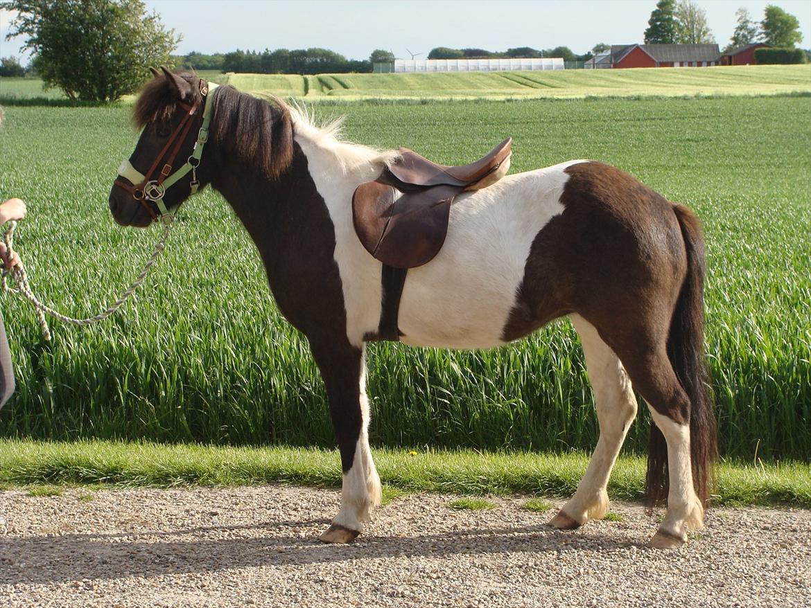 Islænder Hetta fra Stårup - Hetta første gang med sadel og hovedtøj billede 5