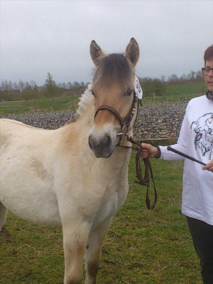 Fjordhest Apollo - Apollo til plagskue 2012 billede 7