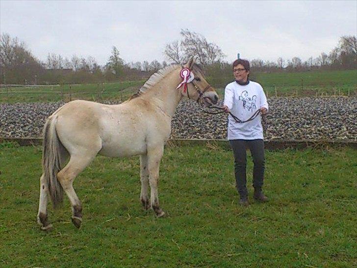 Fjordhest Apollo - Apollo til plagskue 2012 billede 8